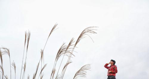 芦苇(从生态环境到人文情感,芦苇的多重象征意义)
