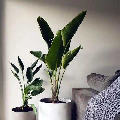 鹤望兰好养吗？揭秘这种盆栽植物的养殖秘诀（了解鹤望兰的生长环境和喜好，打造良好的养护条件）