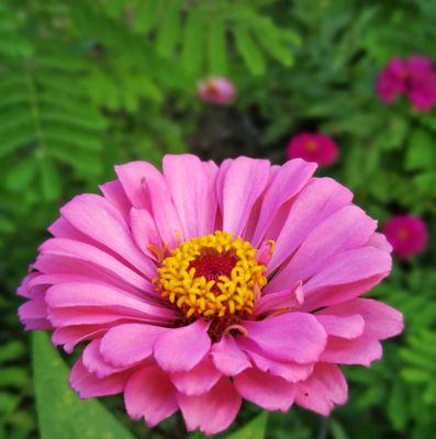 绿色菊花花语的深刻含义（探索绿色菊花的秘密，解读花朵的心声）