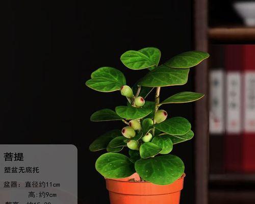 菩提树盆栽的养殖技巧（掌握菩提树盆栽的生长规律，打造绿色家居）