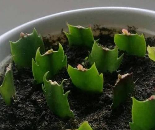 蟹爪兰繁植全攻略（一步步教你如何繁殖蟹爪兰，走进花草世界的乐趣）