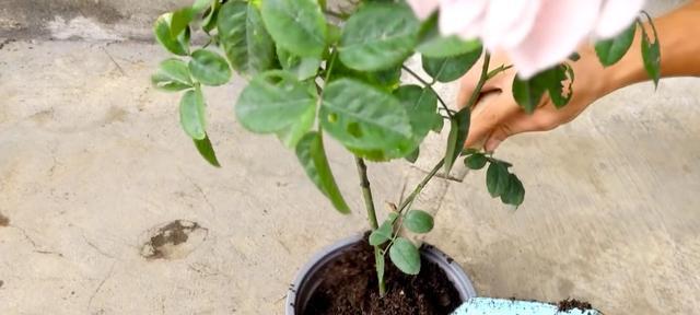 插枝培育玫瑰花（让你的玫瑰花从新枝茎重新焕发生机）