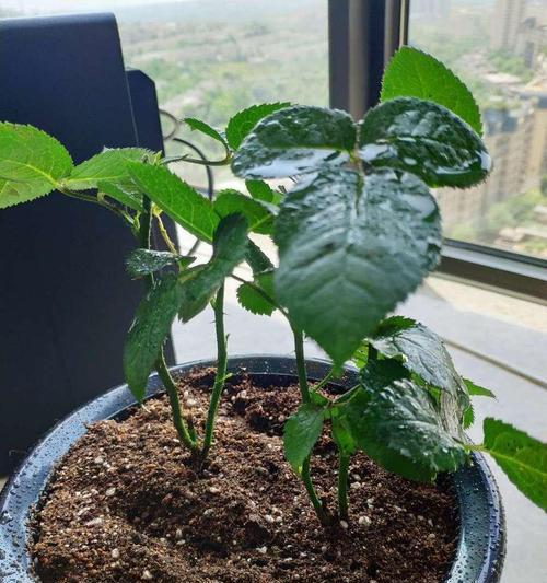 插枝培育玫瑰花（让你的玫瑰花从新枝茎重新焕发生机）