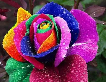 玫瑰花的花语与代表意义（一朵花背后的情感纽带）