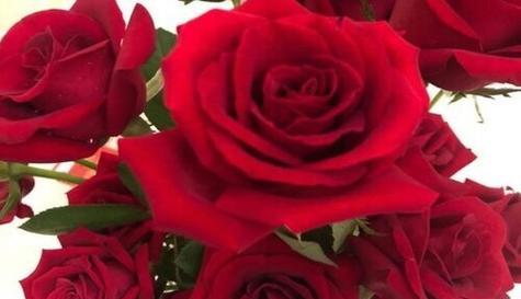 玫瑰花的花语与代表意义（一朵花背后的情感纽带）