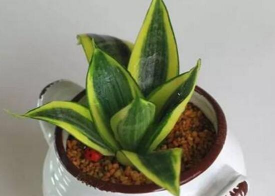 虎皮兰的汁液是否有毒？（了解虎皮兰毒性，避免误食伤害自己）