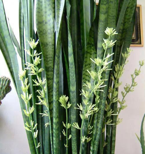 虎皮兰的汁液是否有毒？（了解虎皮兰毒性，避免误食伤害自己）