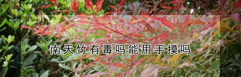 南天竹养殖的毒性问题（了解南天竹的有毒属性，保障健康养殖）