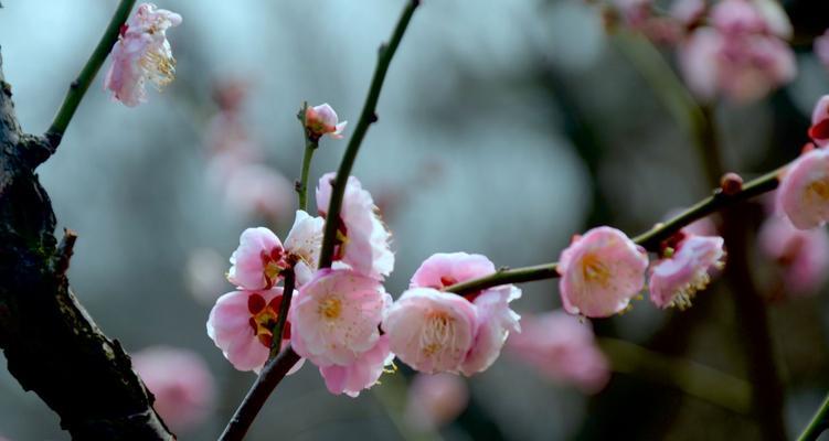 梅花人——以梅花能代表什么人（探寻梅花背后的人格魅力）