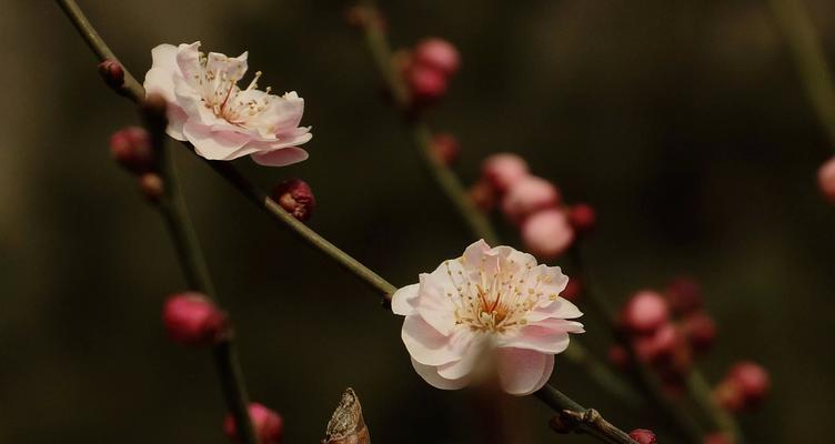 梅花人——以梅花能代表什么人（探寻梅花背后的人格魅力）