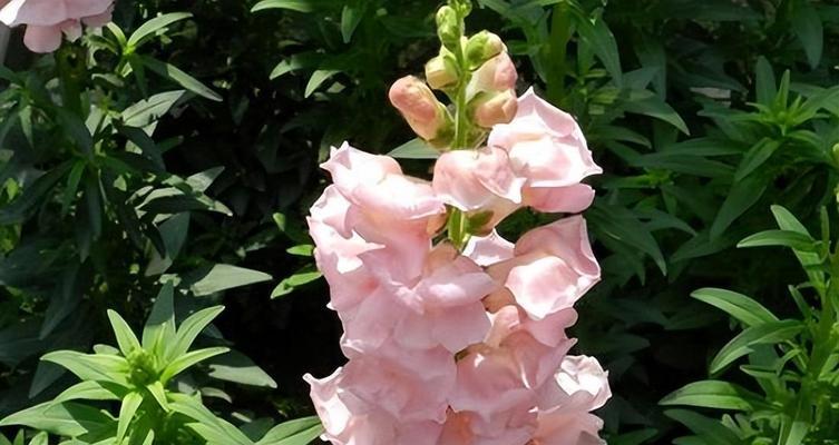美人樱花（美人樱花的花语和文化背景，以及对人们情感和美的影响）