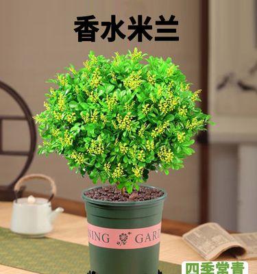 如何养护米兰花，让它健康茂盛？（养护技巧、关键点一一解析）
