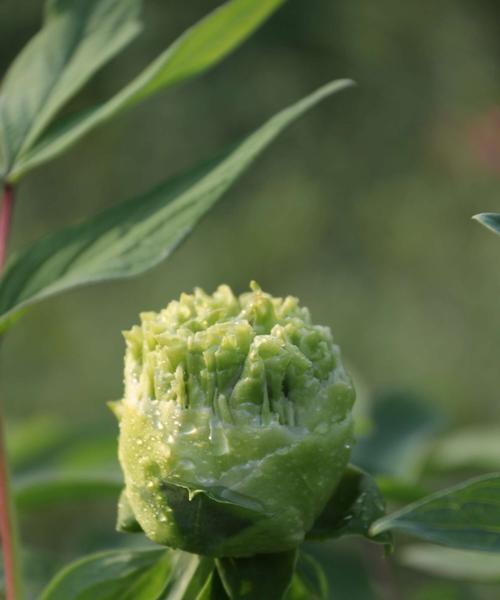 牡丹花的象征意义（解读牡丹花的文化内涵与象征意义）