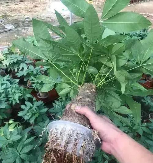 发财树怎么种植？（种植方法、土壤、水分、光照等）