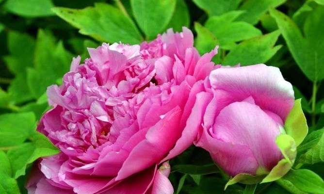 牡丹菊（花语解读和传承文化）