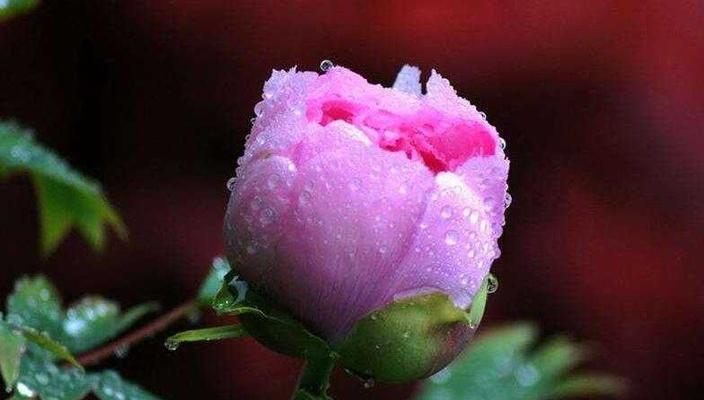 牡丹菊（花语解读和传承文化）