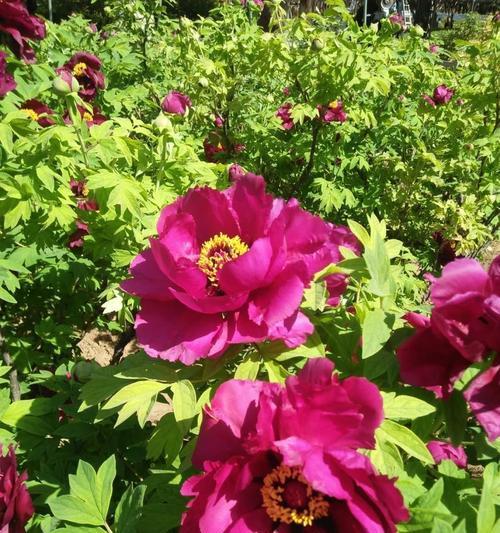 牡丹花开，寄托希望（花开时节，传递深情）
