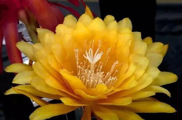 女雏会开花吗？——揭开开花的花语与寓意的神秘面纱（美丽绽放的秘密——女雏会开花的关键）
