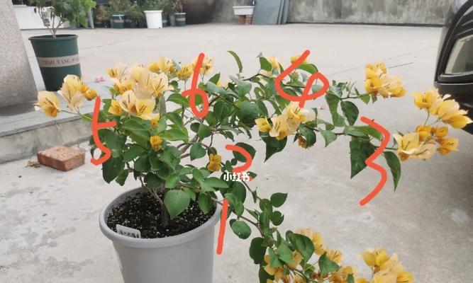 三角梅修剪技巧（打造美丽健康的三角梅）
