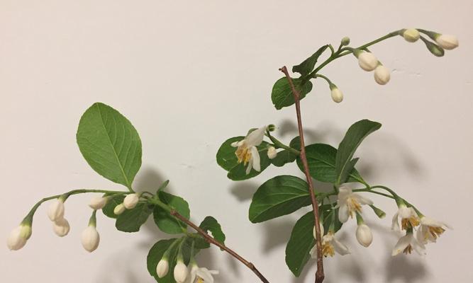 探秘野茉莉(了解野茉莉的生态习性、营养成分和用途)