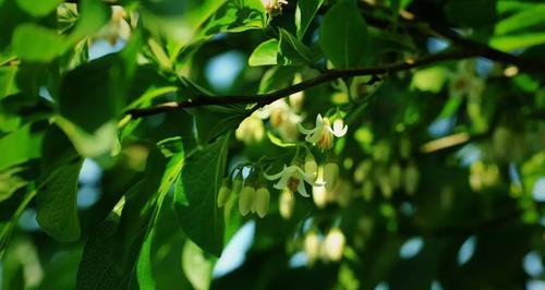 探秘野茉莉（了解野茉莉的生态习性、营养成分和用途）