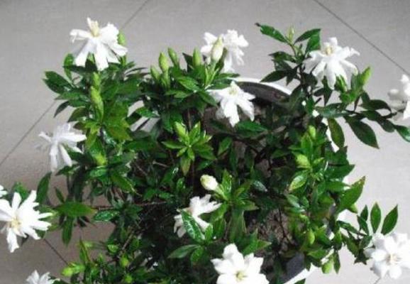 让盆栽栀子花花繁叶茂的秘诀(如何养护盆栽栀子花,让它成为花园的明珠)