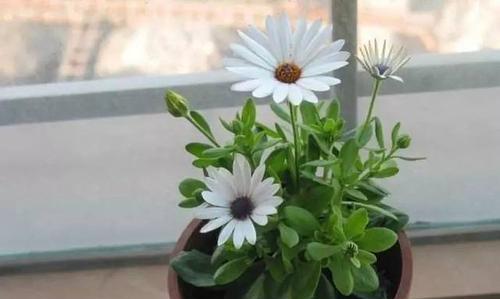 菩提花的花语与意义（探寻菩提花的深层寓意）