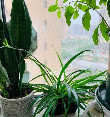 十大养不死的植物排名(从这十种植物中选一种,不用再担心养不活植物了!)