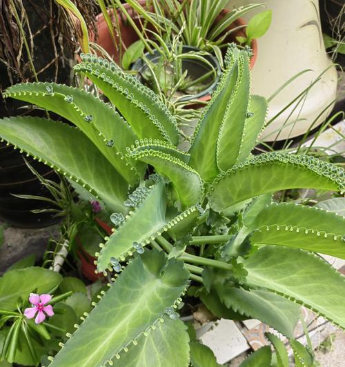 十大养不死的植物排名（从这十种植物中选一种，不用再担心养不活植物了！）