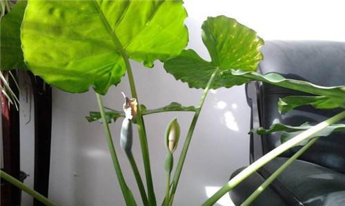 以情人泪开花的寓意与兆头（探索情人泪开花的象征意义及神秘迹象）