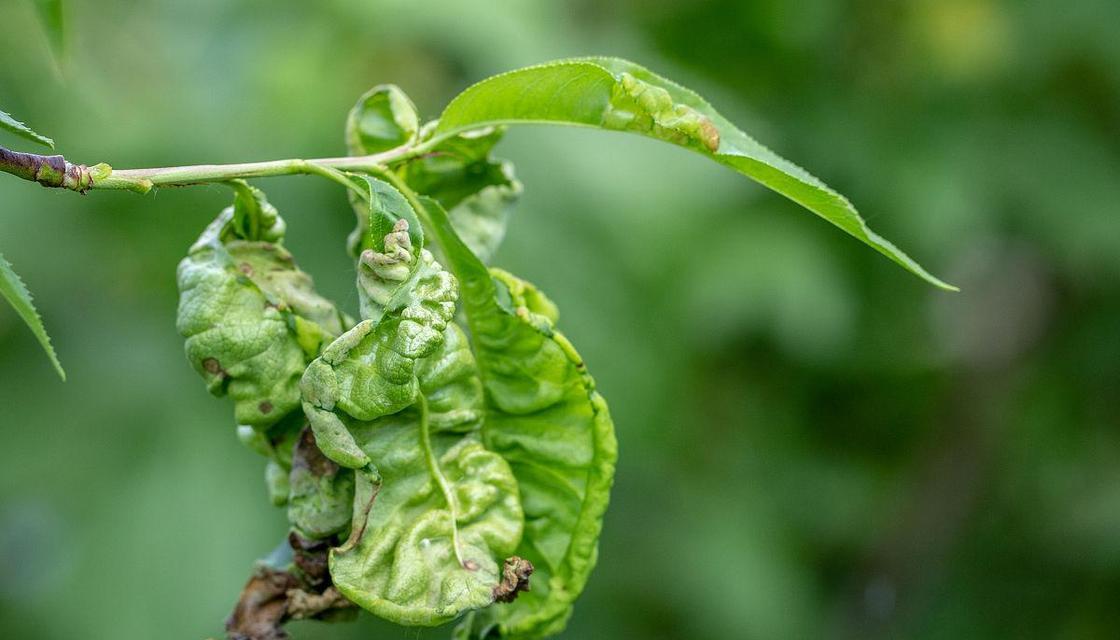 防治桃花病害，保护果树生长（掌握桃花病害防治方法，提高果树产量）
