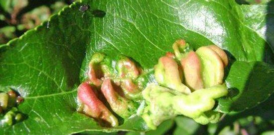 防治桃花病害，保护果树生长（掌握桃花病害防治方法，提高果树产量）