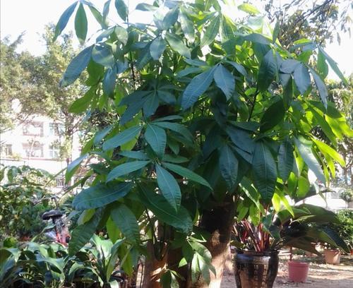 发财树的养护方法及注意事项（让发财树长得更健康的8个秘诀）