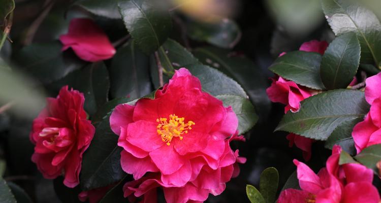 山茶花(探寻山茶花的花语与寓意,感受美与力量的融合)
