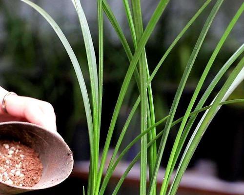 兰花的浇水方法（兰花养护的关键-水）