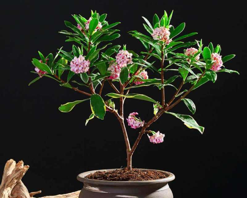 瑞香的养殖方法（打造美丽的瑞香花园）