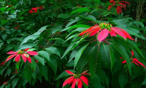 圣诞花之“仙人掌花”（了解这种神秘而美丽的植物）