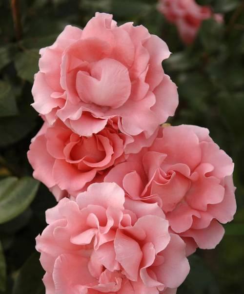 玫瑰花开花时间（探究玫瑰花开花的季节特点及栽培技巧）