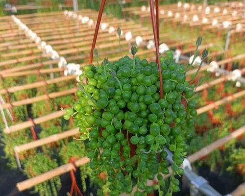 佛珠多肉植物的完美养殖法（从选种到繁殖，每个步骤都不能错）