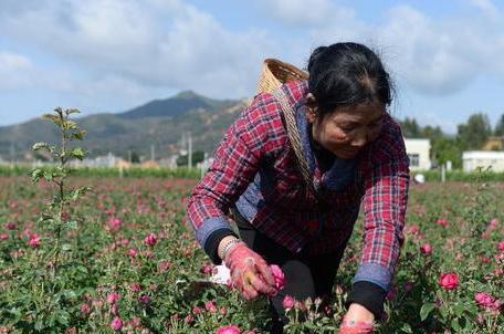 如何成功种植美丽的玫瑰花?(从选址到施肥的指南)
