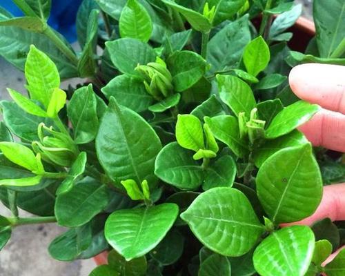 小叶栀子花花期养护指南（关注花期，打造绝美花境）