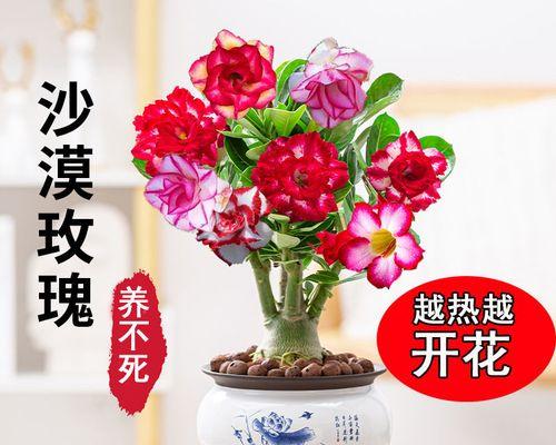 夏季养护玫瑰花的小贴士(玫瑰花在高温下的生长需要注意什么?)