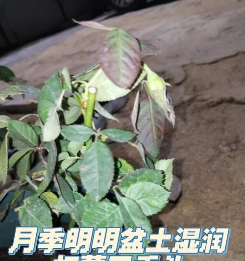 月季花垂头的原因与解决方法（探究月季花垂头现象的成因及有效改善方法）