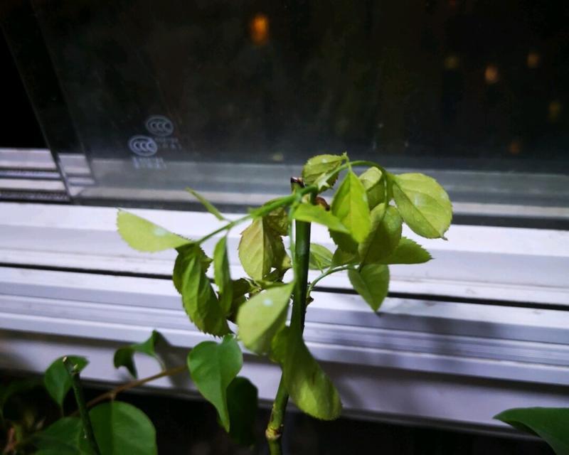 月季花垂头的原因与解决方法（探究月季花垂头现象的成因及有效改善方法）