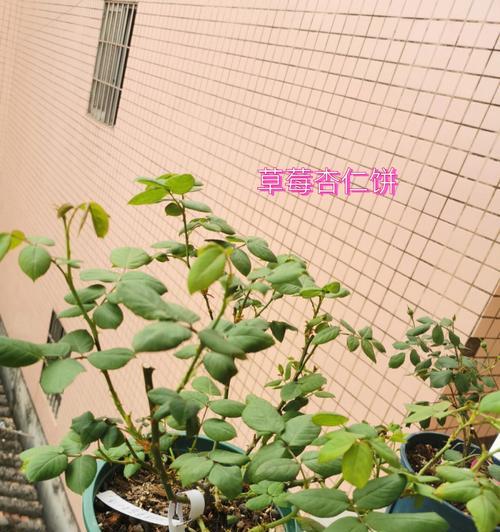 月季花垂头的原因与解决方法（探究月季花垂头现象的成因及有效改善方法）