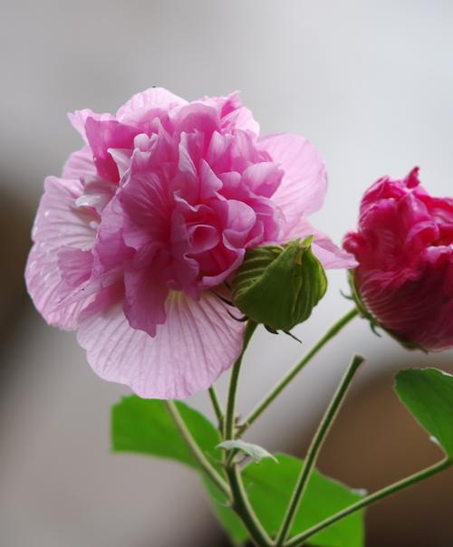 芙蓉花两色绽放之谜（为什么芙蓉花能开出两种颜色？）