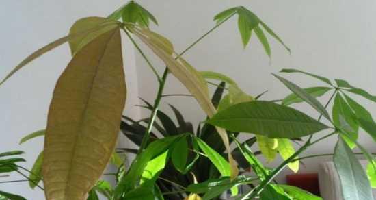夏季发财树叶子发黄脱落怎么办(教你如何护理夏季发财树,远离叶子发黄脱落的困扰)