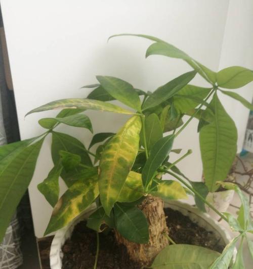 夏季发财树叶子发黄脱落怎么办（教你如何护理夏季发财树，远离叶子发黄脱落的困扰）