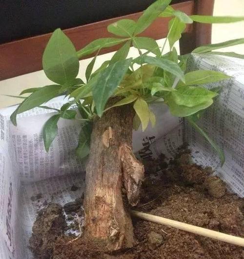 如何正确浇水室内发财树?(室内发财树浇水频率与技巧,让你的树茁壮成长)