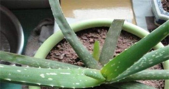 芦荟的浇水方法（多久浇一次水合适？）